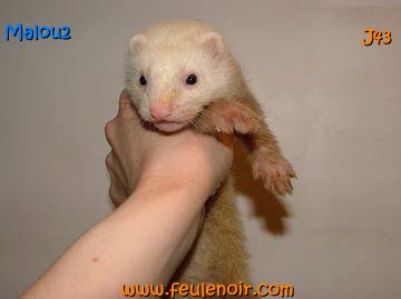 furetons bébés à J43