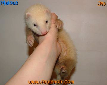 furetons bébés à J43