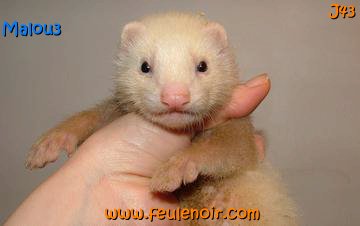 furetons bébés à J43