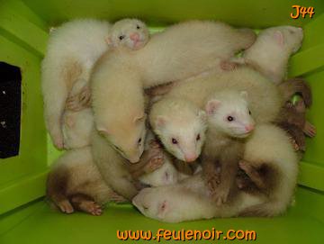 furetons bébés à J44