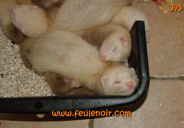 furetons bébés à J45