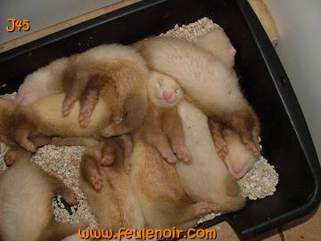 furetons bébés à J45