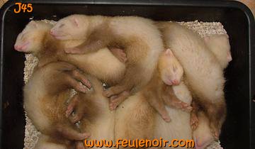 furetons bébés à J45