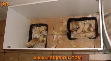 furetons bébés à J45