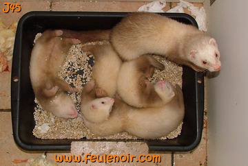 furetons bébés à J45