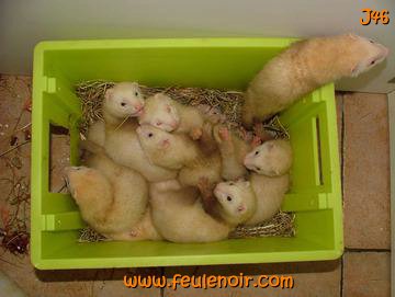 furetons bébés à J46