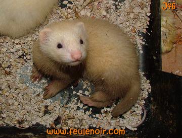 furetons bébés à J46