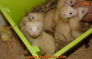 furetons bébés à J46