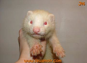 furetons bébés à J46