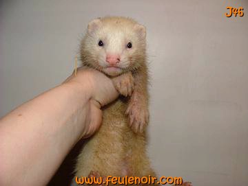 furetons bébés à J46