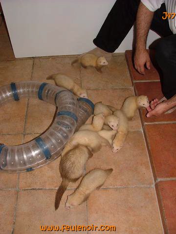 furetons bébés à J47