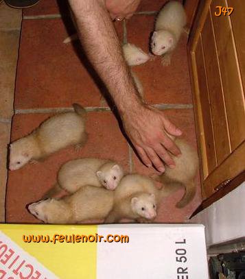 furetons bébés à J47