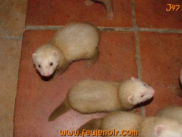 furetons bébés à J47