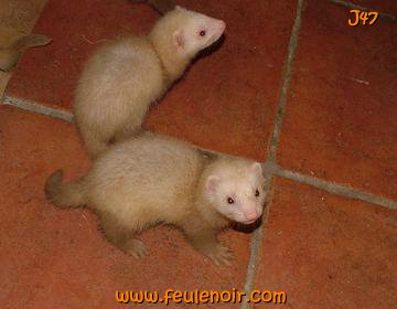 furetons bébés à J47