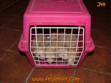 furetons bébés à J48