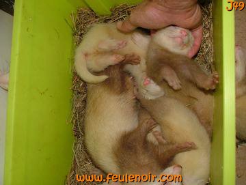 furetons bébés à J49
