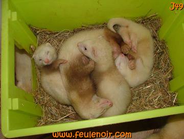 furetons bébés à J49