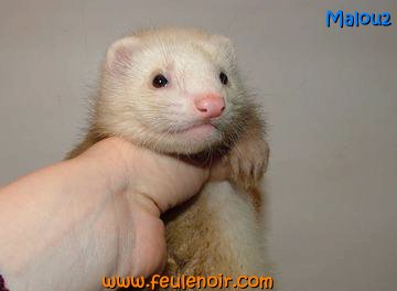 furetons bébés à J50