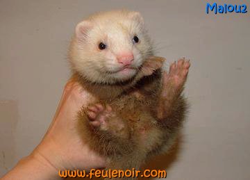 furetons bébés à J50