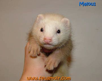 furetons bébés à J50