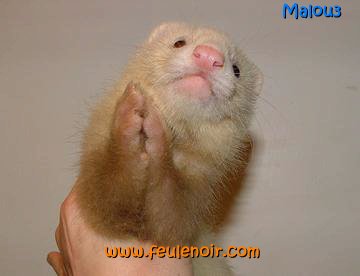 furetons bébés à J50