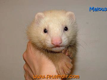 furetons bébés à J50