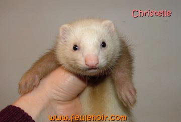 furetons bébés à J50