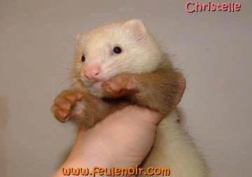 furetons bébés à J50