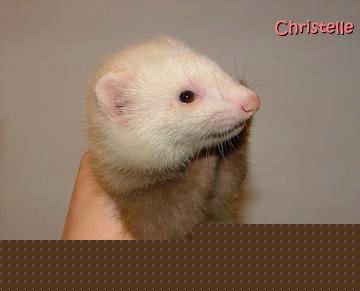 furetons bébés à J50