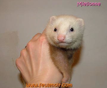 furetons bébés à J50