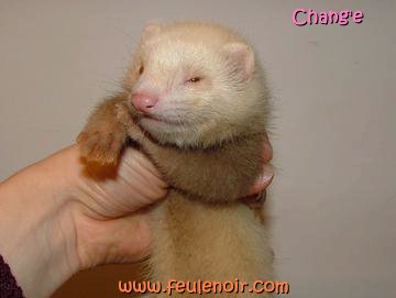 furetons bébés à J50