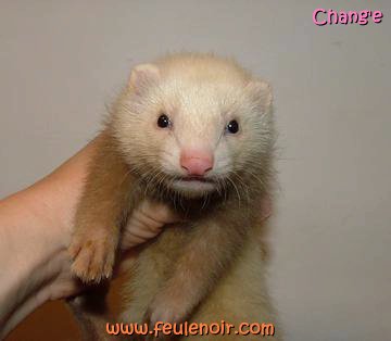 furetons bébés à J50