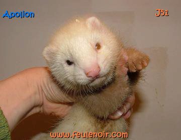 furetons bébés à J51