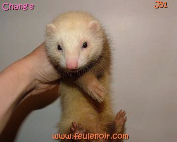 furetons bébés à J51