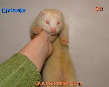 furetons bébés à J51