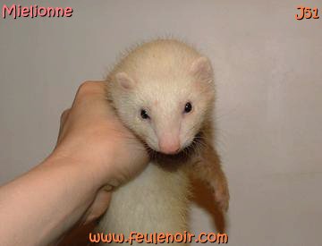 furetons bébés à J51