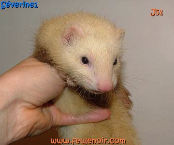 furetons bébés à J51