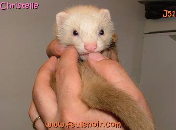 furetons bébés à J51