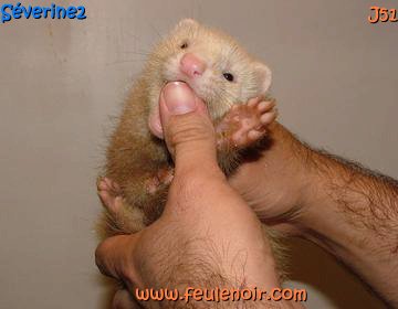 furetons bébés à J51