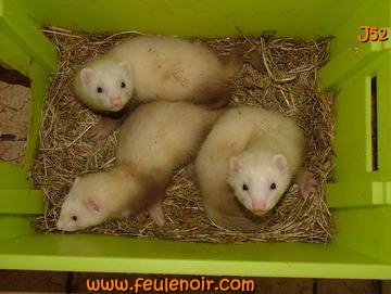 furetons bébés à J52