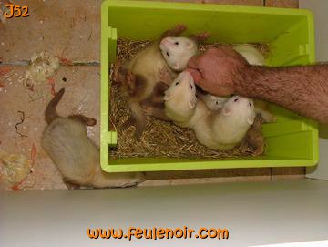 furetons bébés à J52