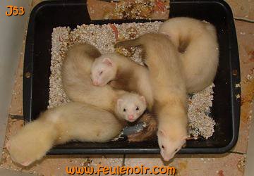 furetons bébés à J53