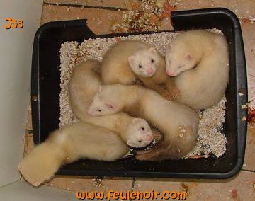 furetons bébés à J53