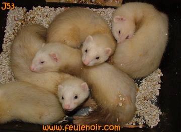 furetons bébés à J53