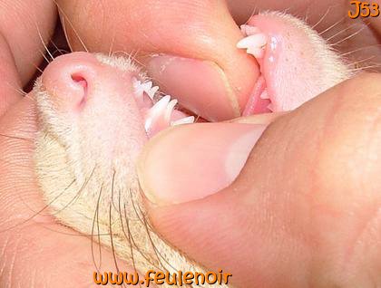 furetons bébés à J53