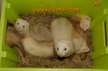 furetons bébés à J54