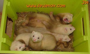 furetons bébés à J54