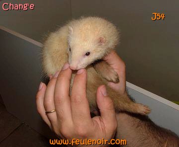 furetons bébés à J54