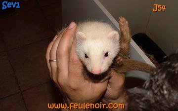 furetons bébés à J54