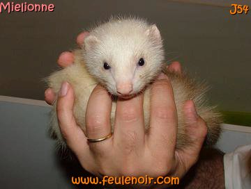 furetons bébés à J54